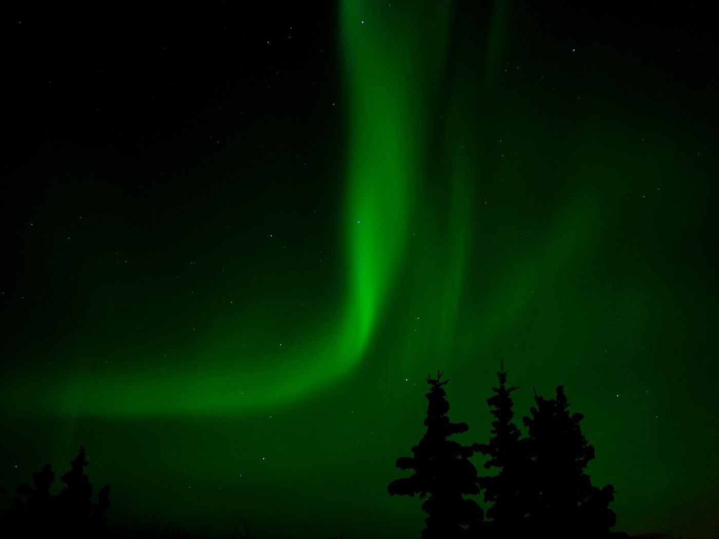 Aurore boréale verte au-dessus des épinettes, près de Whitehorse