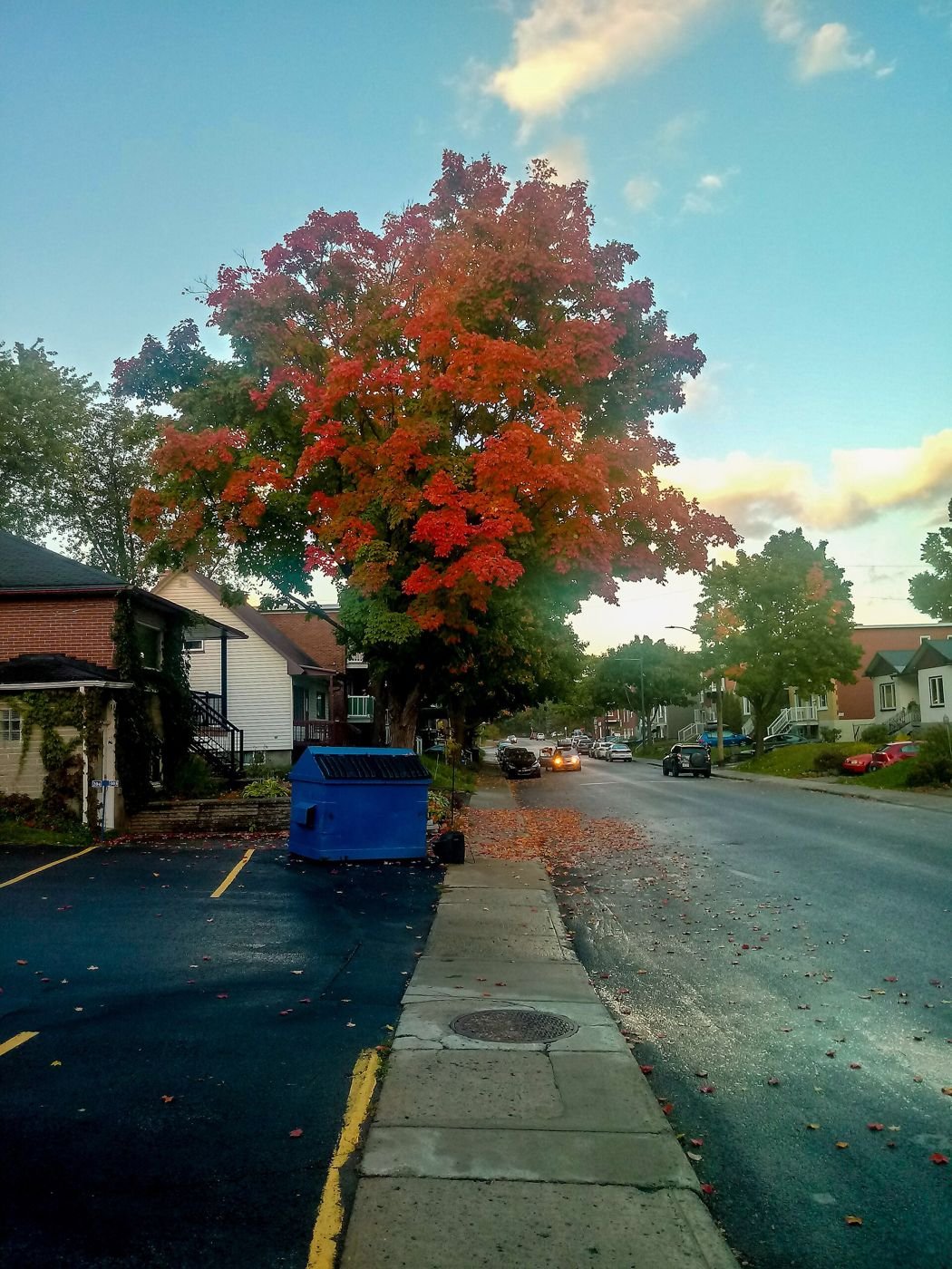 Érable rouge en automne dans une rue de Québec