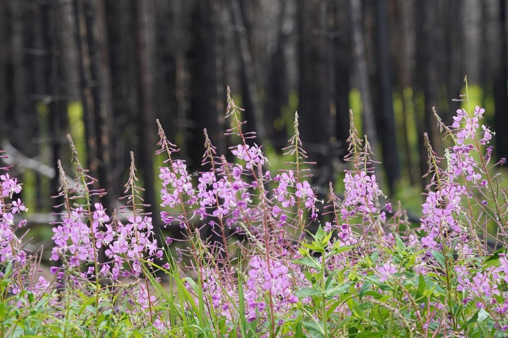 Épilobes en fleurs au pied d'arbres brûlés après un feu de forêt