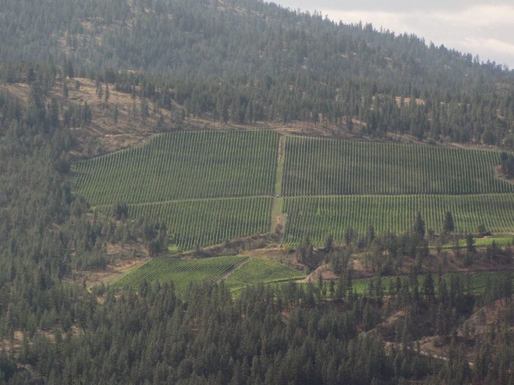 Vignoble à flanc de montagne dans la vallée de l'Okanagan