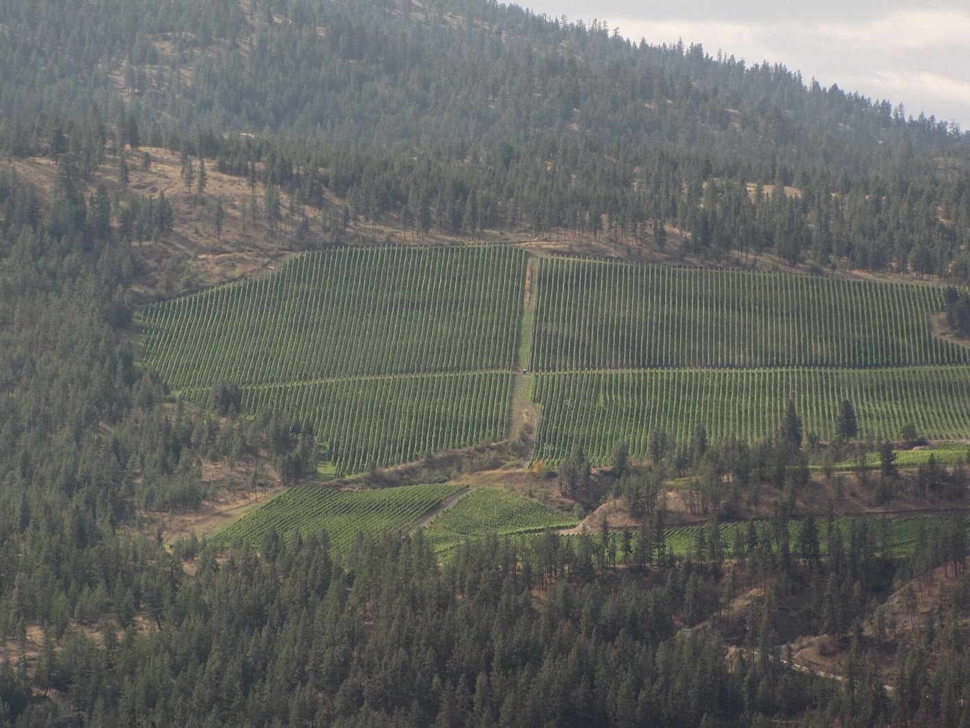 Vignoble à flanc de montagne dans la vallée de l'Okanagan