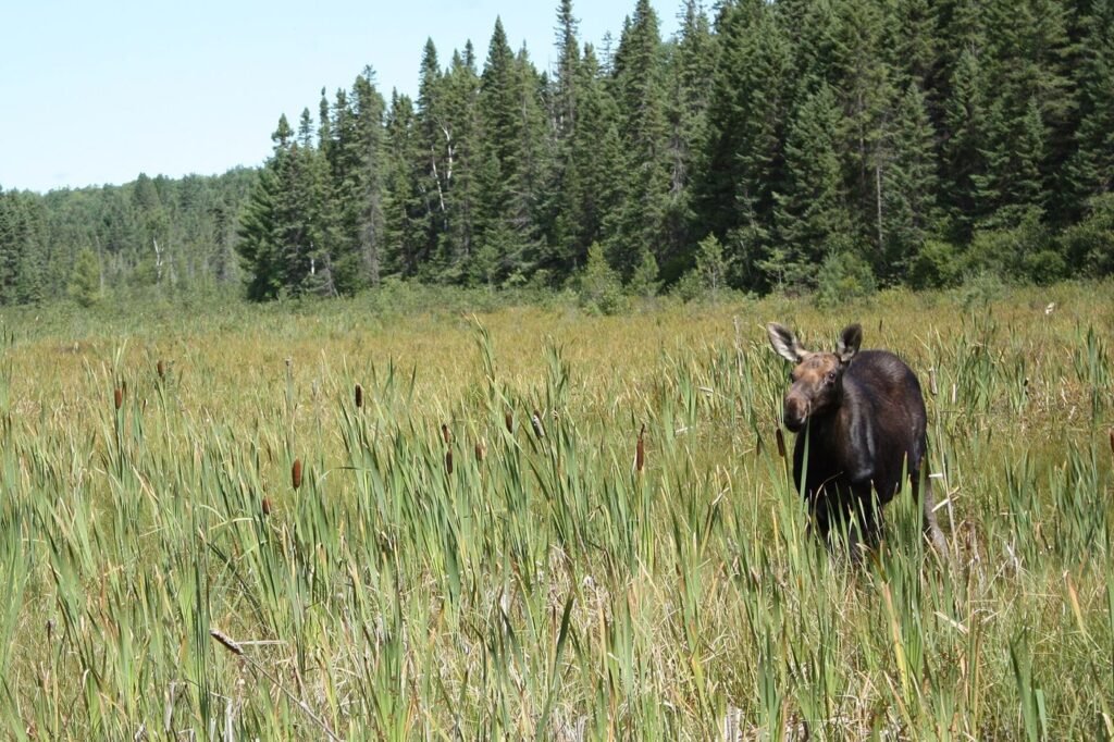 Orignal dans un marais du parc Algonquin