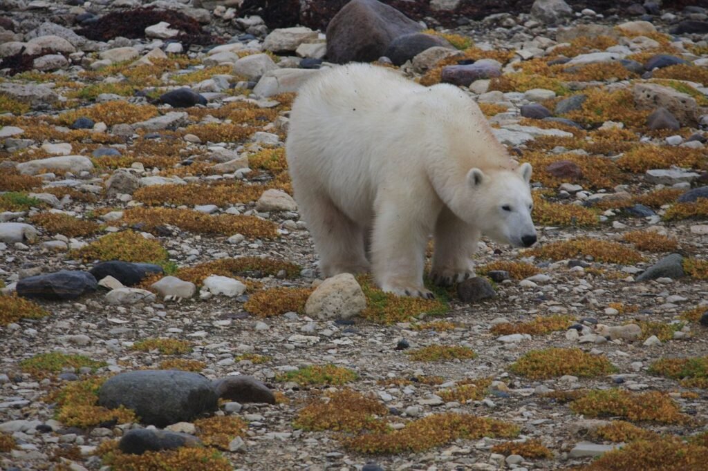 Ours polaire sur la toundra aux couleurs d'automne, près de Churchill